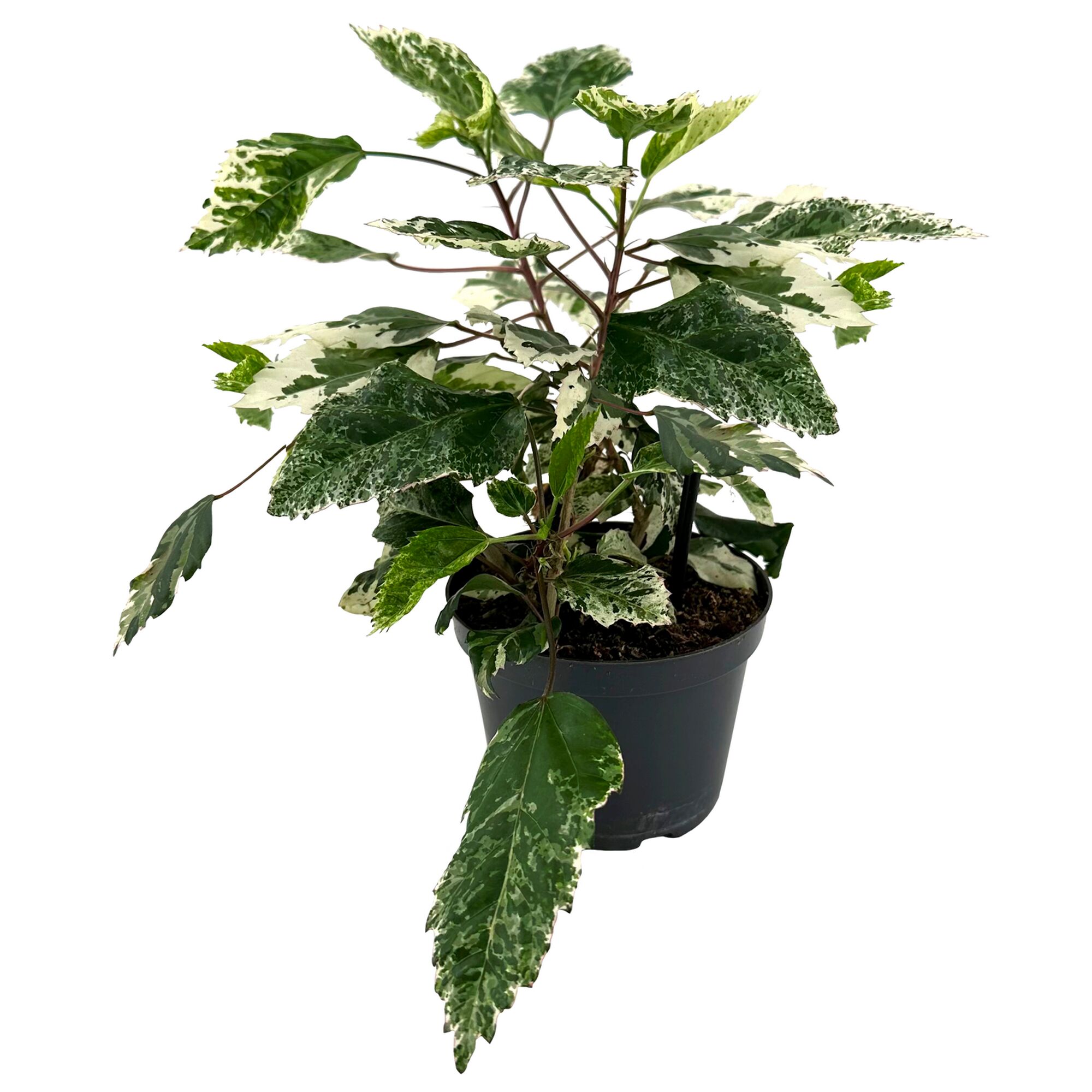 Hibiskus Rosa-sinensis im Topf