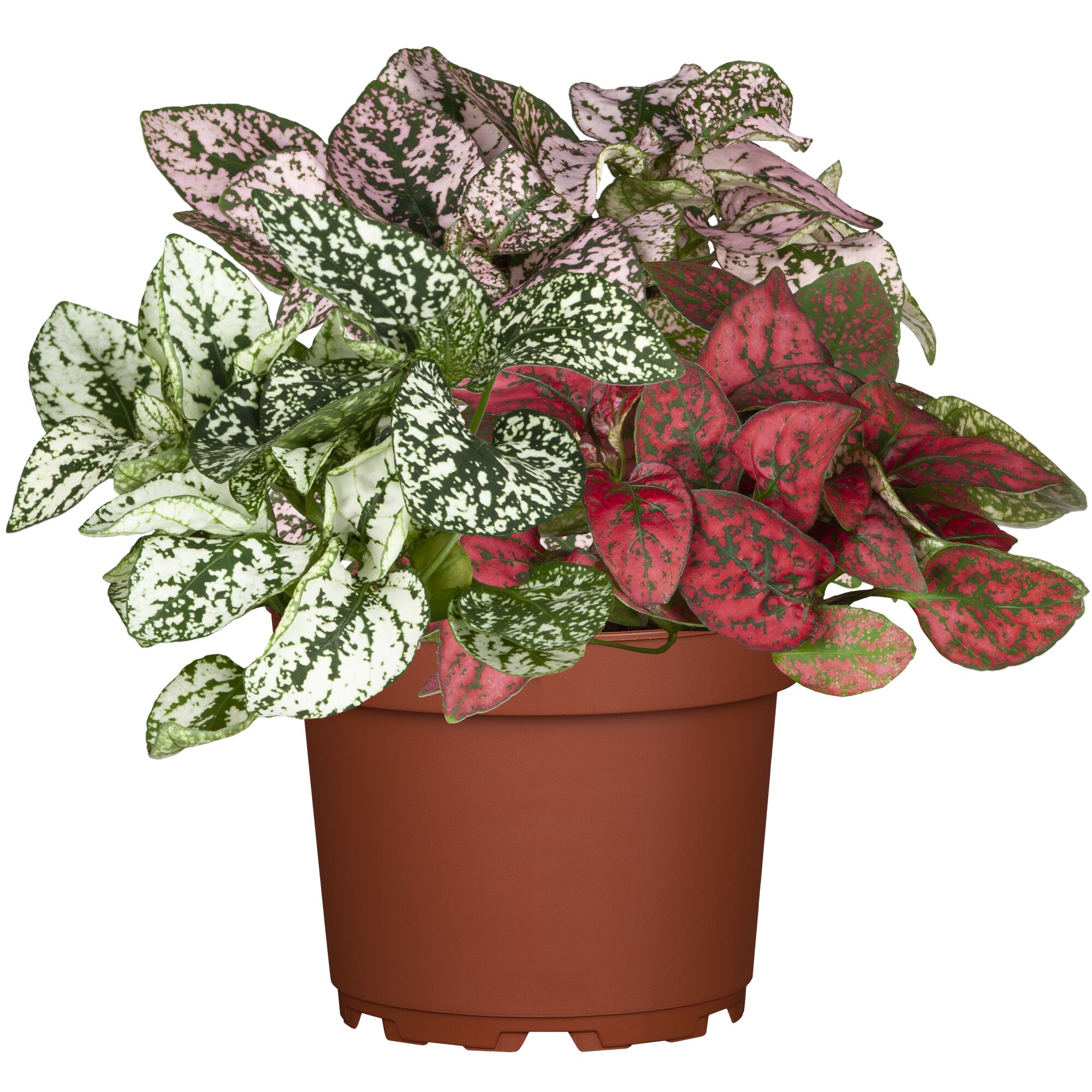 Topf mit bunten Hypoestes