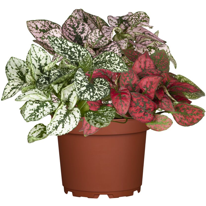 Topf mit bunten Hypoestes