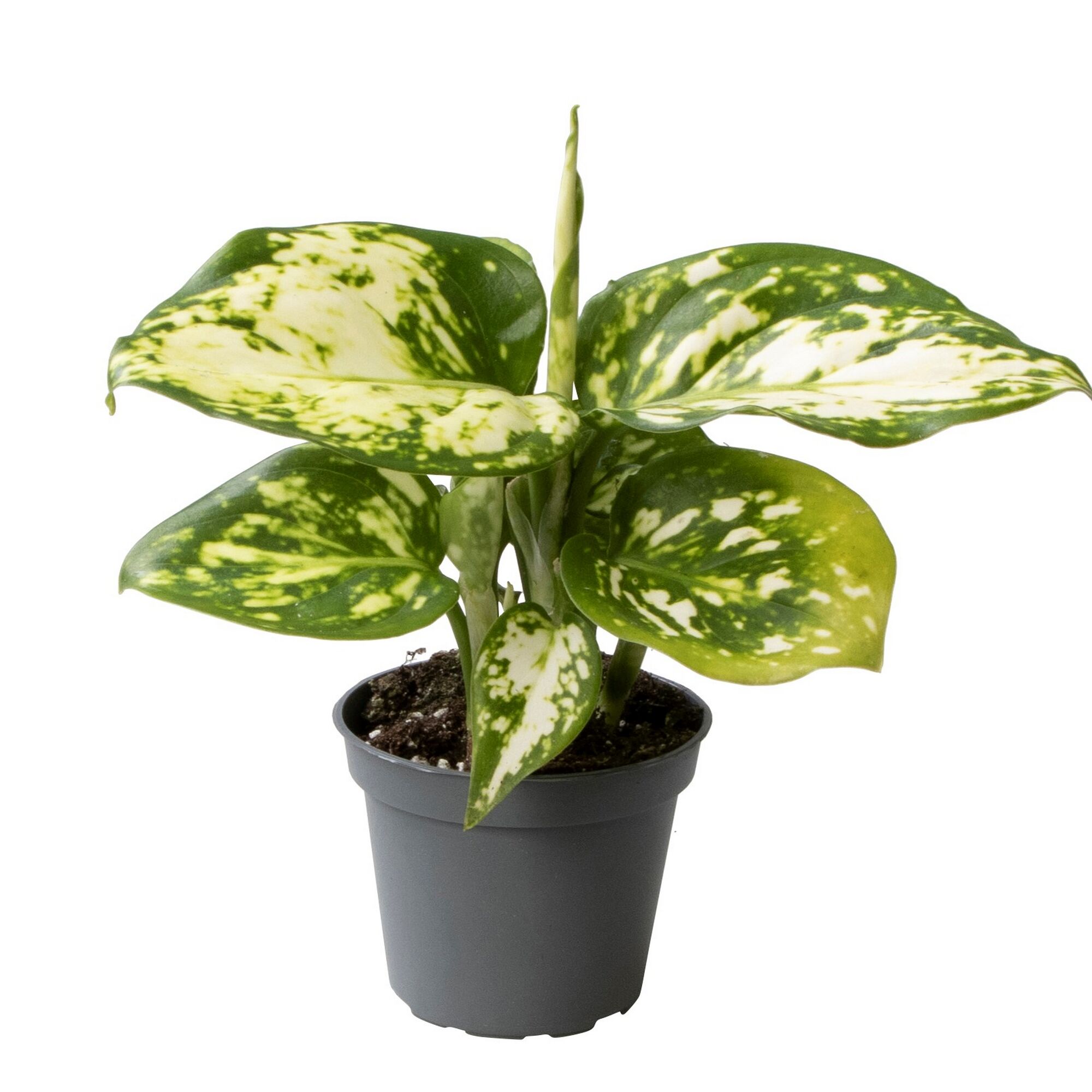 Grüne Zimmerpflanze mit weiß-grünen Blättern in grauem Topf