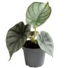 Alocasia Silver Dragon Zimmerpflanze im Topf