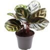 Calathea Mini-Mix im Topf