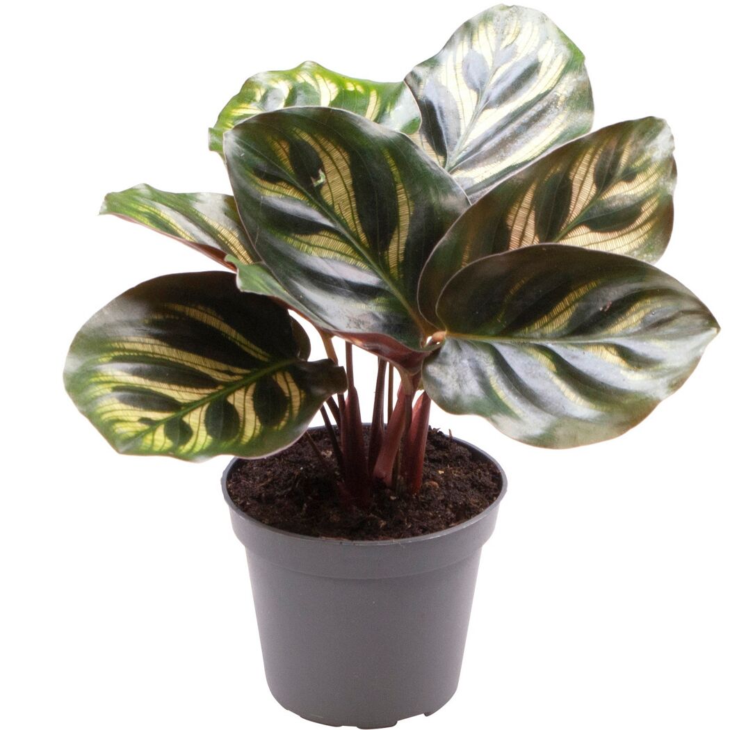 Calathea Mini-Mix im Topf
