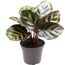 Calathea Mini-Mix im Topf