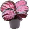Calathea mit rosa und dunkelgrünen Blättern im Topf