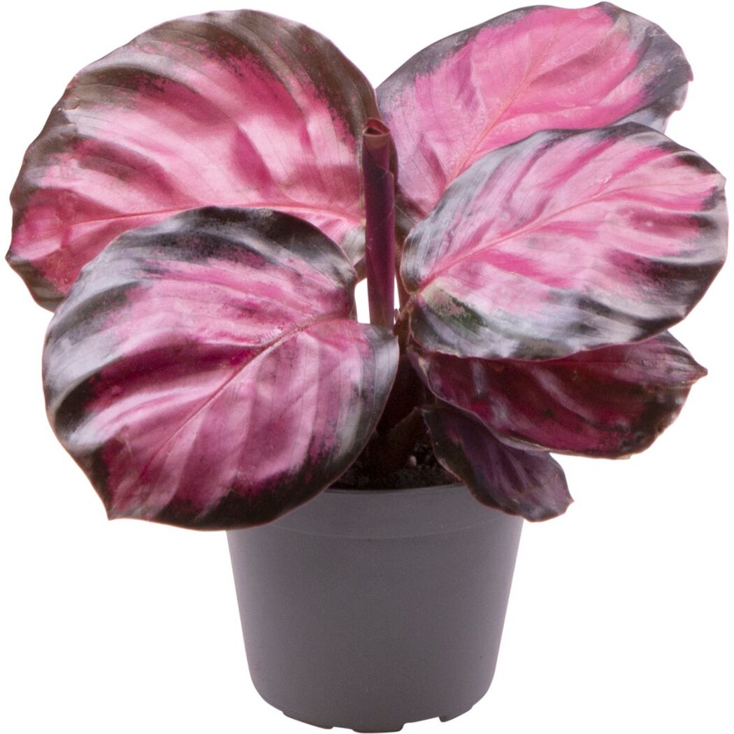 Calathea mit rosa und dunkelgrünen Blättern im Topf