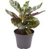 Calathea Mini-Mix Korbmarante im Topf