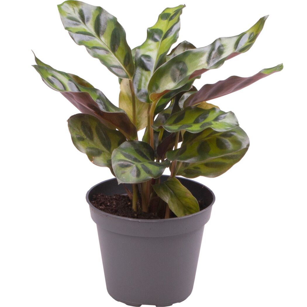 Calathea Mini-Mix Korbmarante im Topf