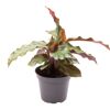 Calathea Mini-Mix in schwarzem Topf