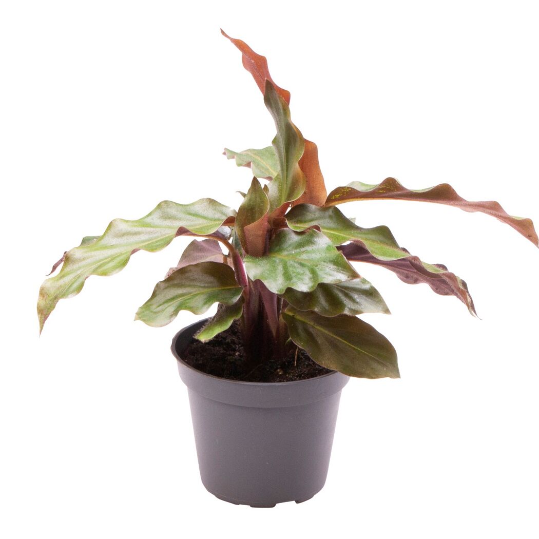 Calathea Mini-Mix in schwarzem Topf