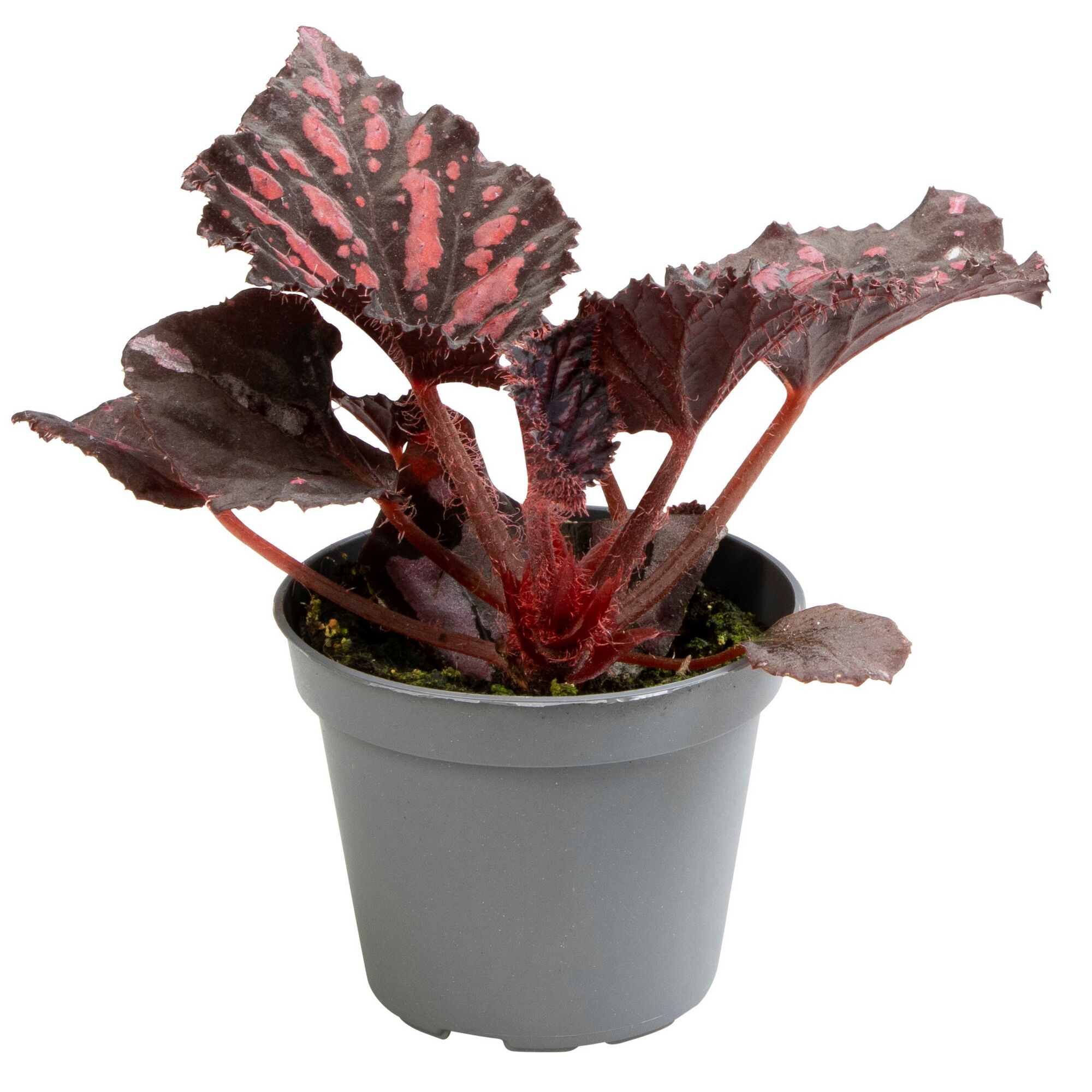 Topfbegonie mit dunkelroten Blättern