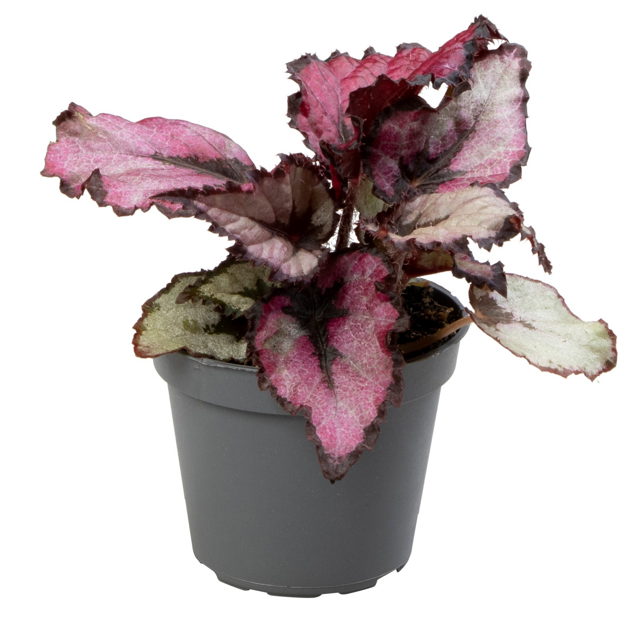 Begonia verschiedene Sorten 6 cm Topf + product picture