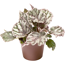 Verkleinertes Bild von Begonia verschiedene Sorten 6 cm Topf