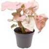 Syngonium Mini-Mix Purpurtute in grauem Topf