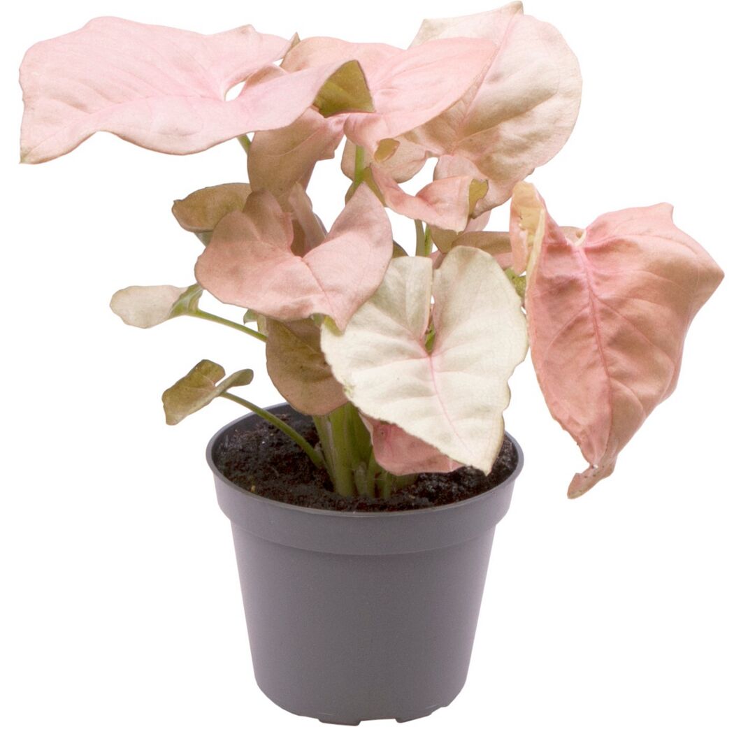 Syngonium Mini-Mix Purpurtute in grauem Topf