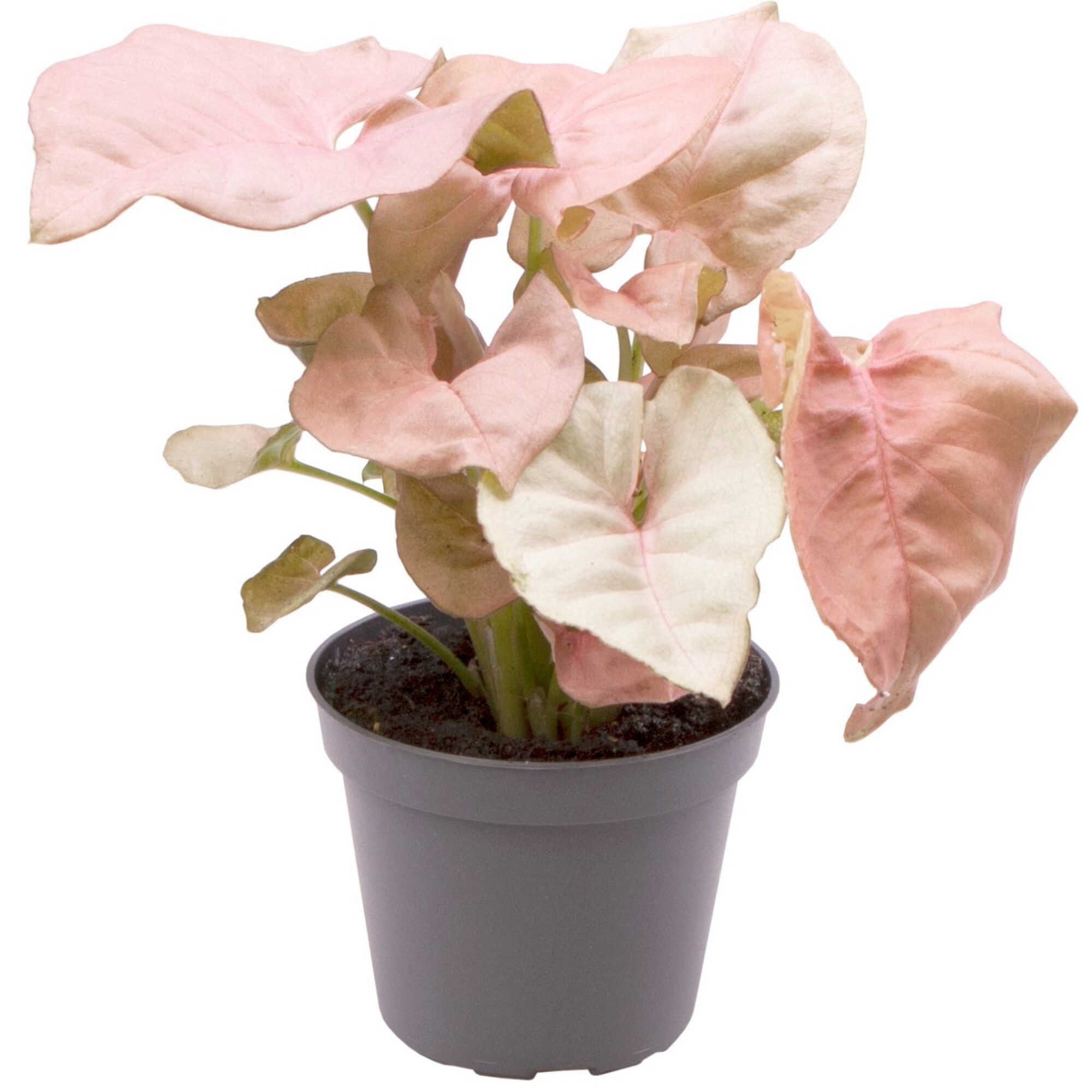 Syngonium Mini-Mix Purpurtute in grauem Topf