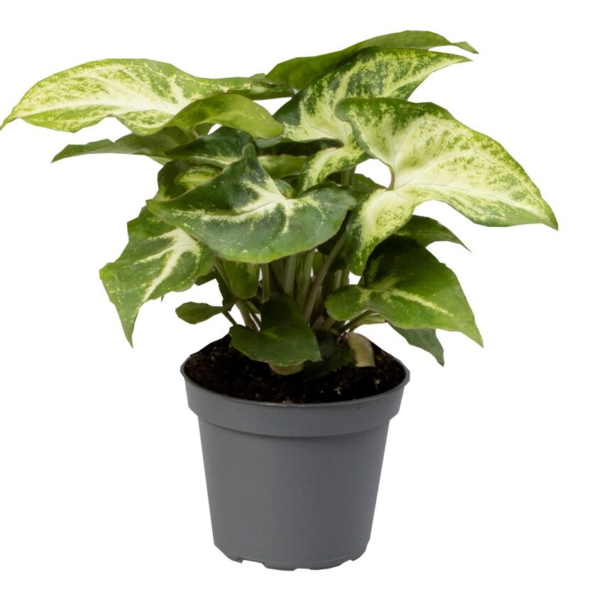 Syngonium Mini-Mix Purpurtute im grauen Topf