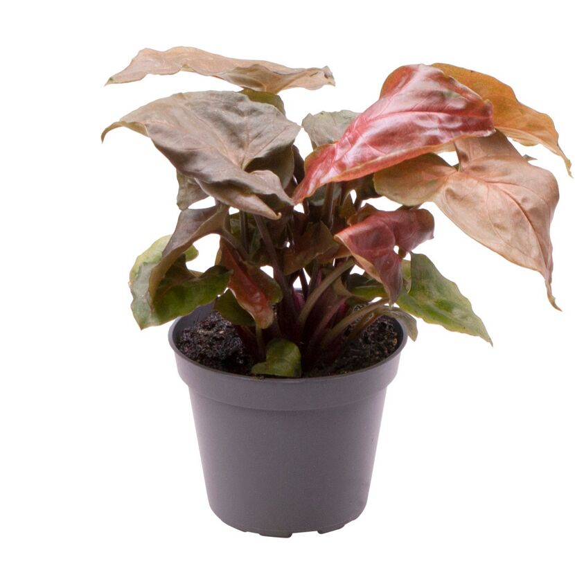 Syngonium Mini-Mix Purpurtute in grauem Topf