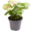 Syngonium Mini-Mix Purpurtute im grauen Topf