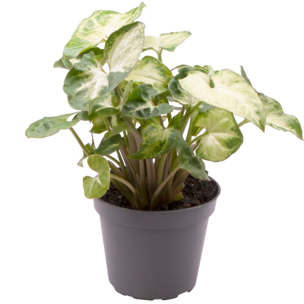 Syngonium Mini-Mix Purpurtute in grauem Topf
