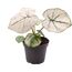 Buntwurz Caladium Mini Mix im Topf
