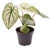 Buntwurz Caladium Mini Mix im Topf