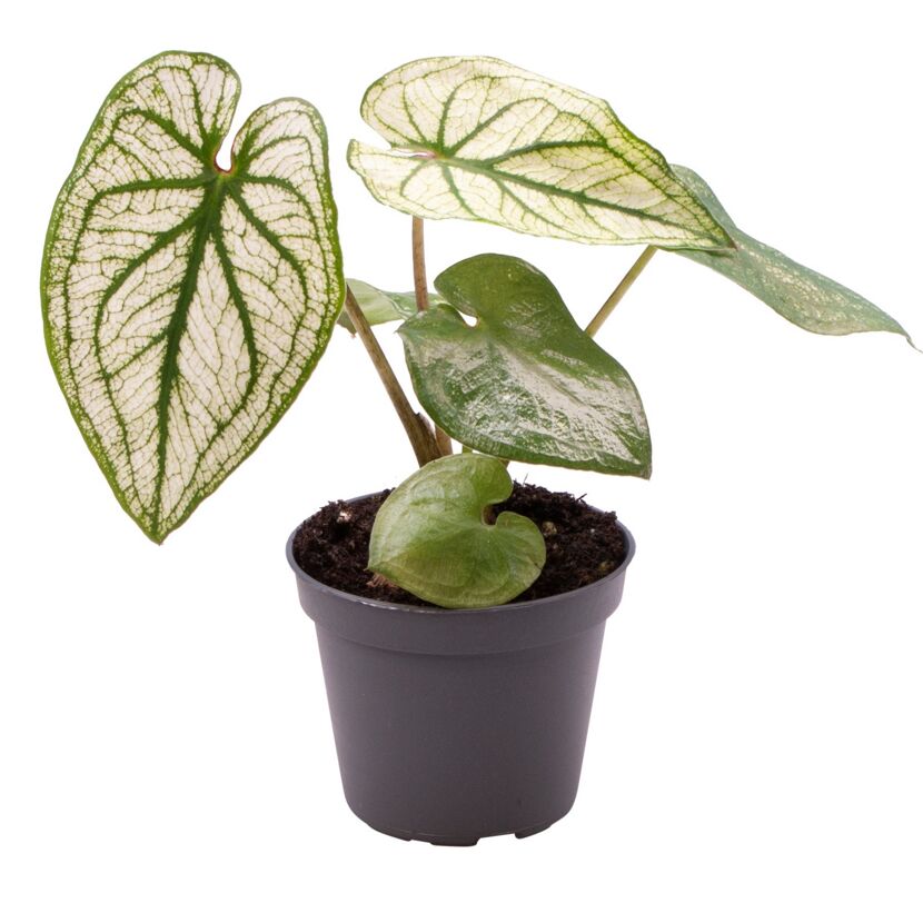 Buntwurz Caladium Mini Mix im Topf