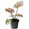 Buntwurz, Caladium Mini Mix im Topf