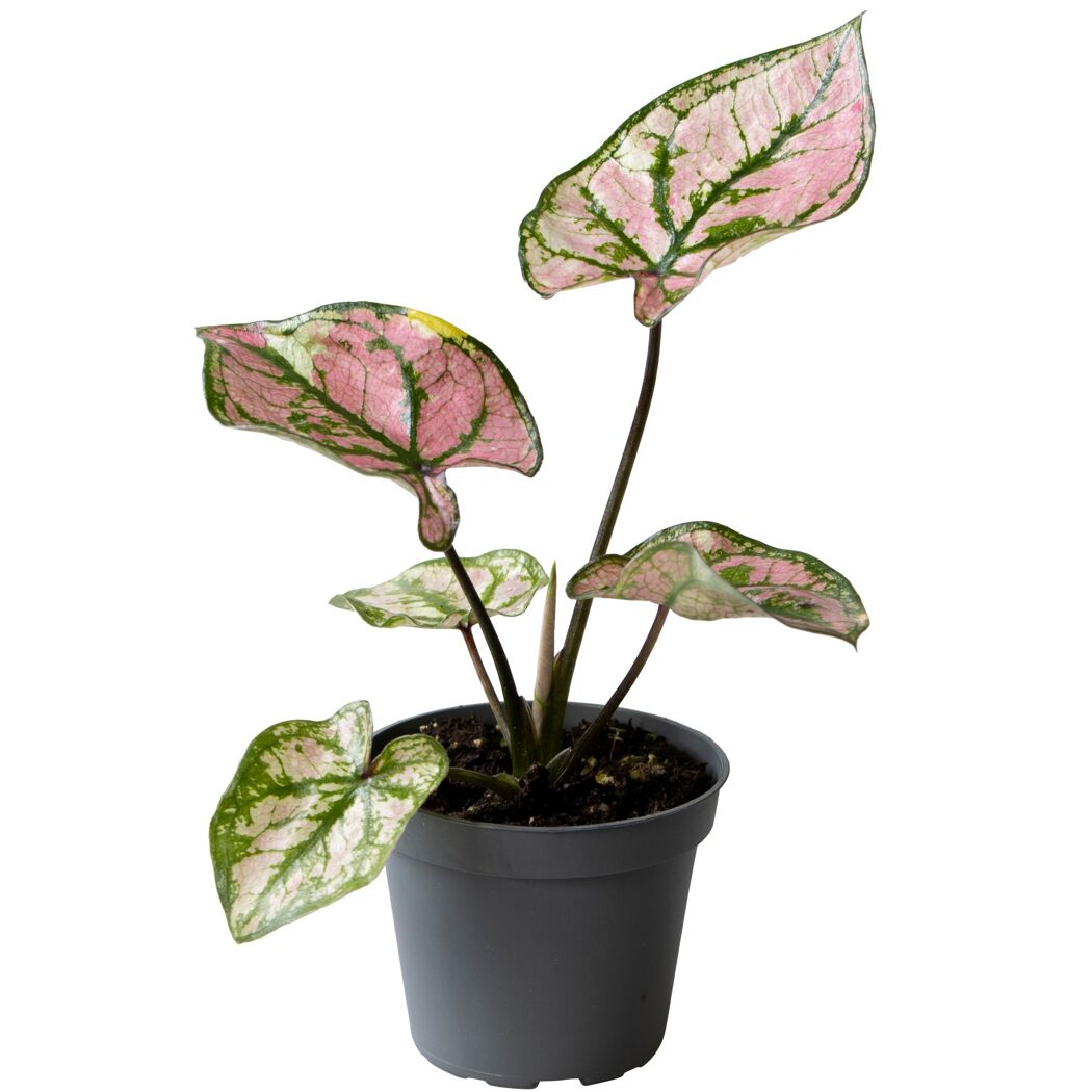 Buntwurz, Caladium Mini Mix im Topf