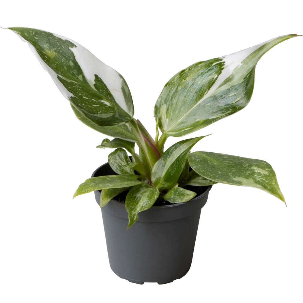 Philodendron Mini Baumfreund in grauem Topf