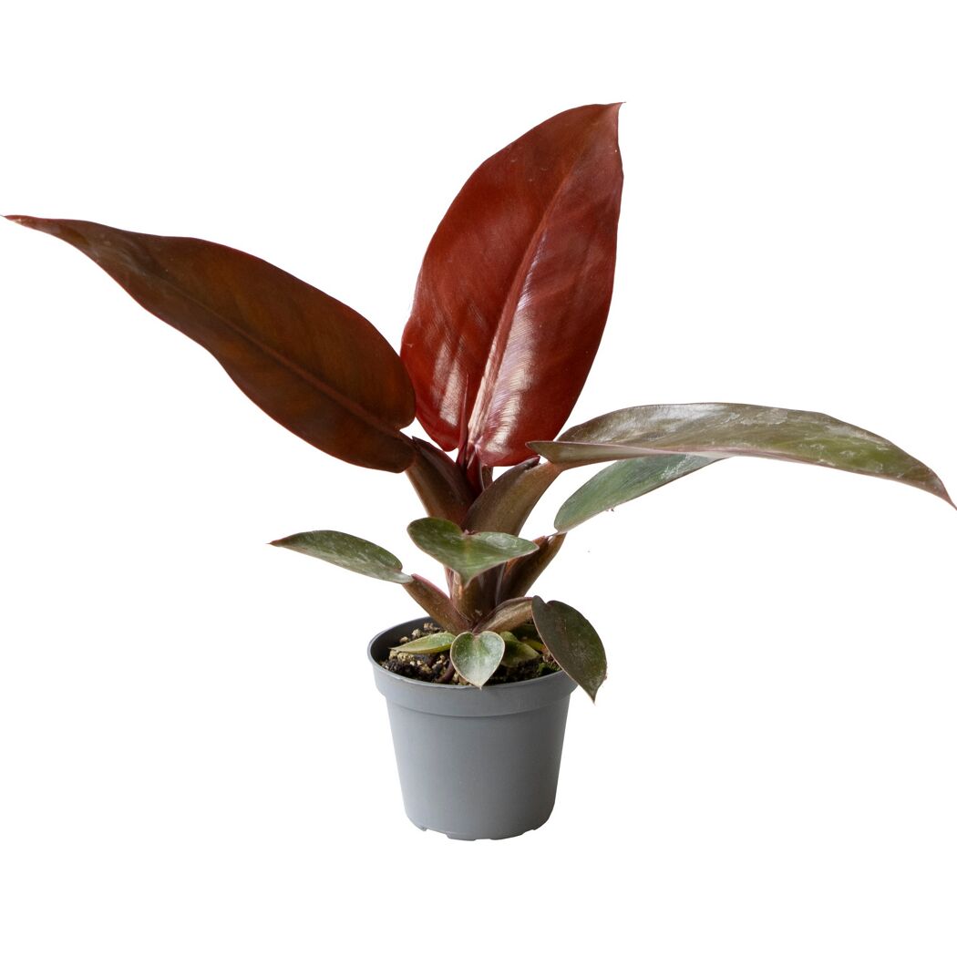 Philodendron Mini Baumfreund in grauem Topf
