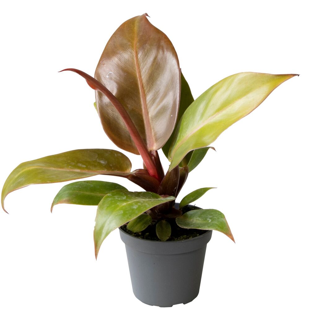 Philodendron Mini Baumfreund in grauem Topf