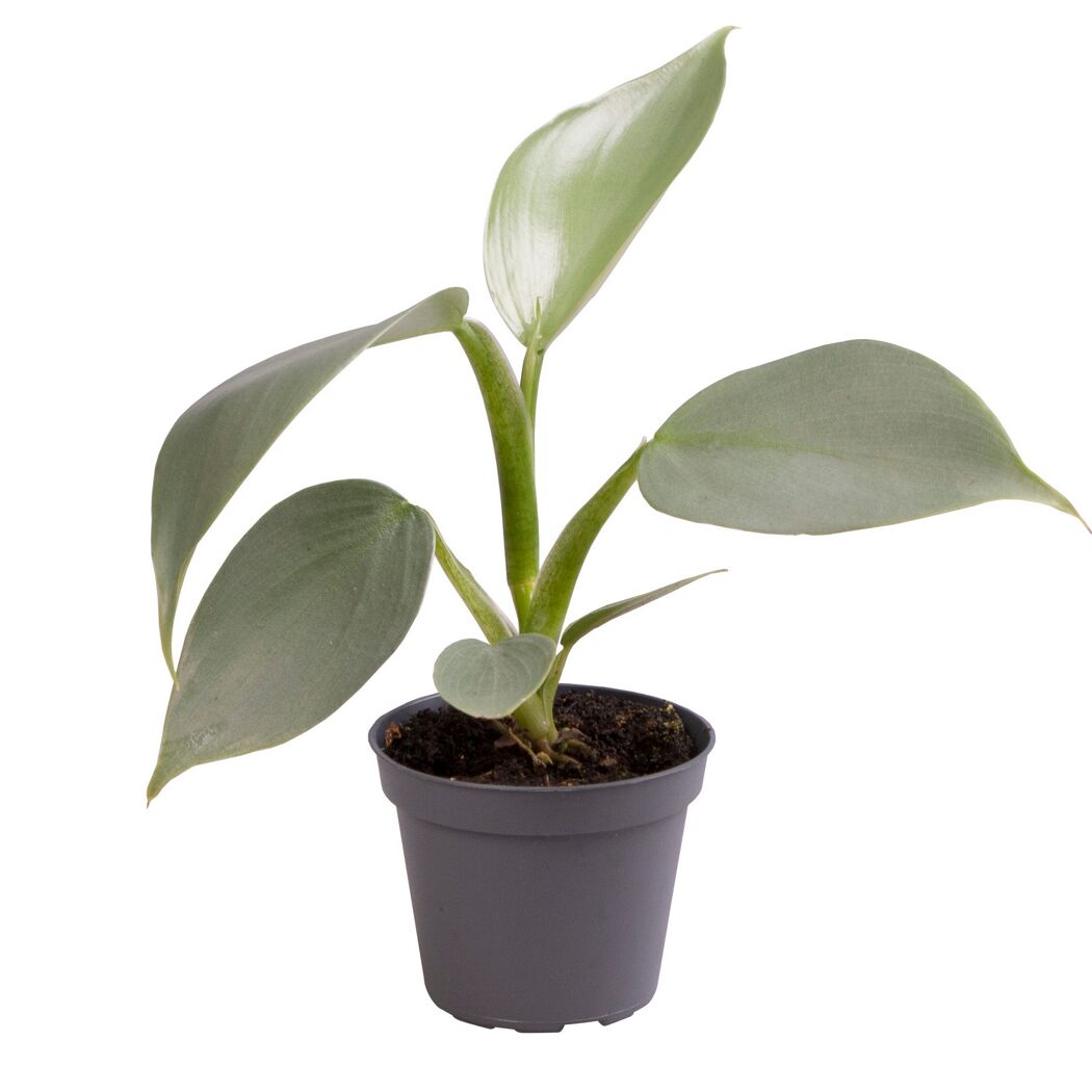 Philodendron Mini Baumfreund in grauem Topf