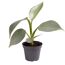 Philodendron Mini Baumfreund in grauem Topf