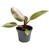 Philodendron Mini Baumfreund in grauem Topf