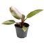 Philodendron Mini Baumfreund in grauem Topf