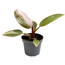Verkleinertes Bild von Philodendron verschiedene Sorten 6 cm Topf