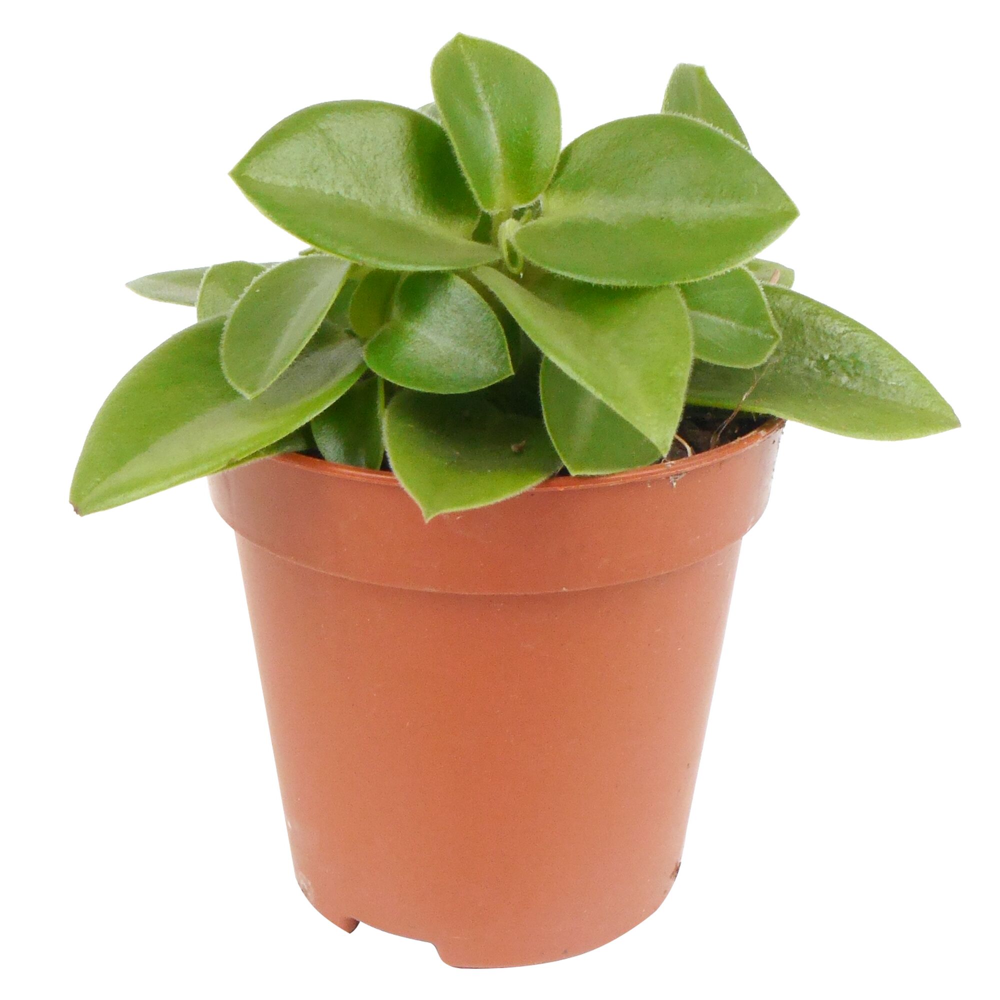 Grüne Peperomia Mini Mix Pflanze im Topf