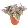Rosa-grün gestreifte Peperomia in Topf