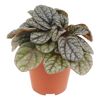 Peperomia Mini Mix in braunem Topf