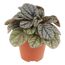 Peperomia Mini Mix in braunem Topf
