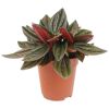 Peperomia Mini Mix in einem Topf
