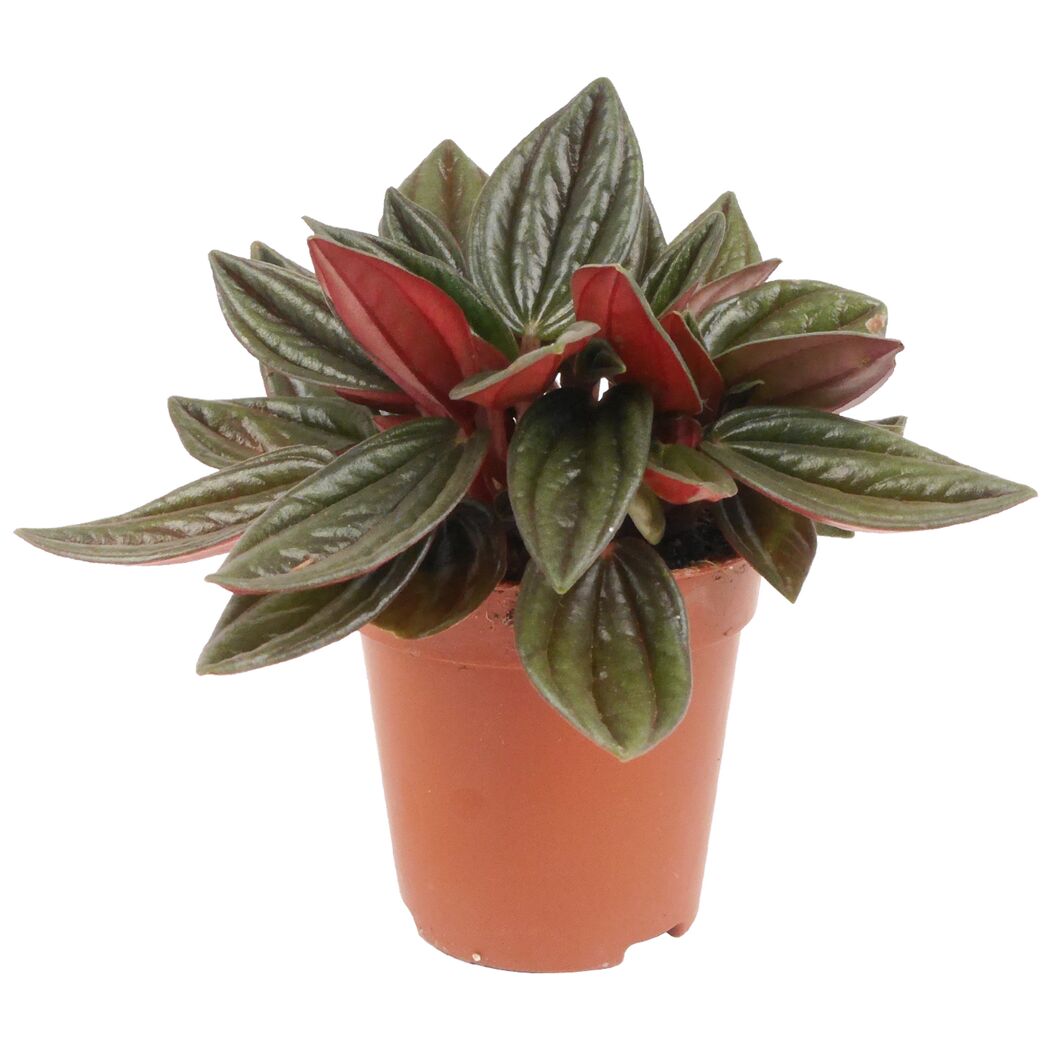 Peperomia Mini Mix in einem Topf