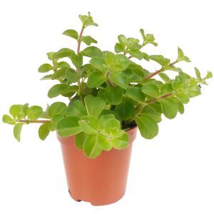Mini-Grünpflanzen-Mix verschiedene Sorten 6 cm Topf