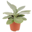 Verkleinertes Bild von Mini-Grünpflanzen-Mix verschiedene Sorten 6 cm Topf