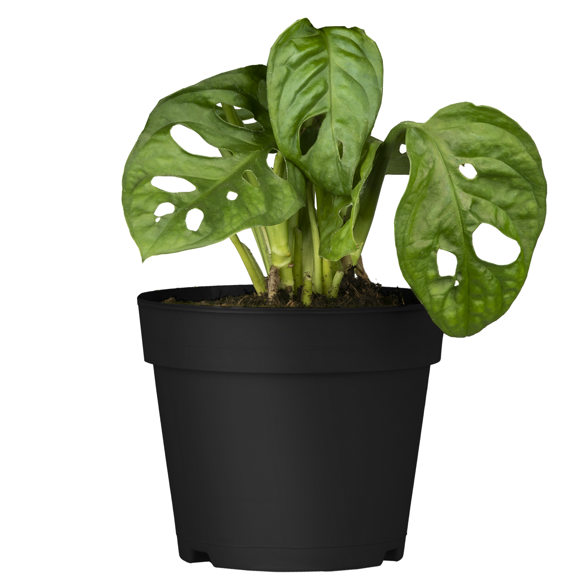 Monstera verschiedene Sorten, 6 cm Topf