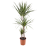 Drachenbaum 3er-Tuff 21 cm Topf