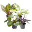 Verkleinertes Bild von Grünpflanzen Mini-Mix 'Standard' 6 cm Topf, 4er-Set