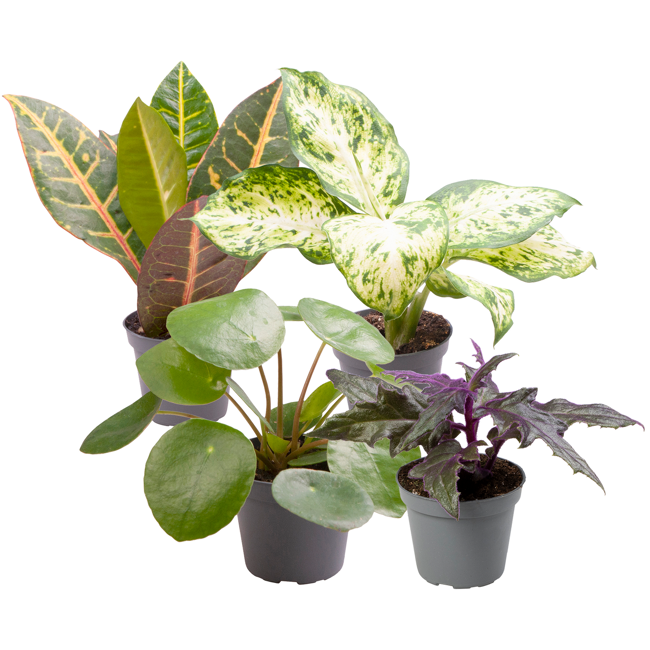Bild von Grünpflanzen Mini-Mix 'Standard' 6 cm Topf, 4er-Set