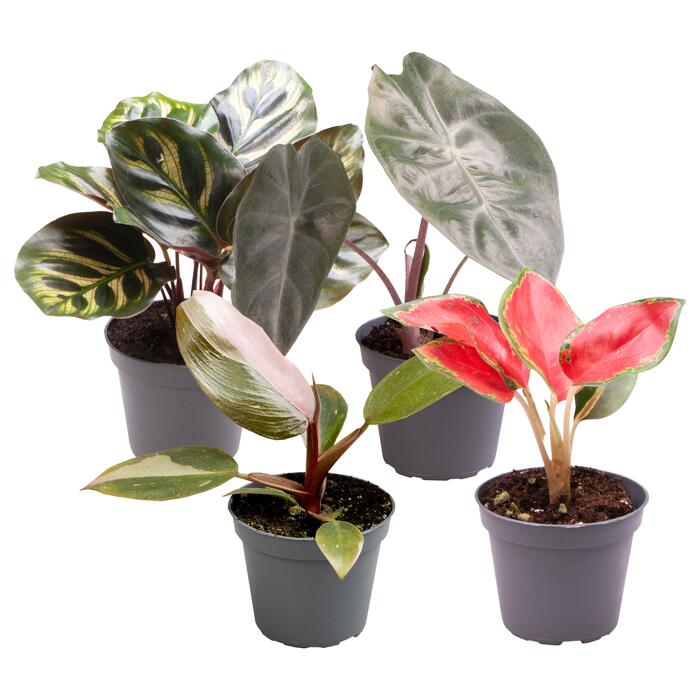 Grünpflanzen MiniMix 'Exclusiv' 6 cm Topf, 4erSet